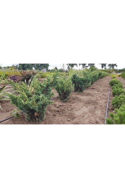 Можжевельник чешуйчатый Мейери