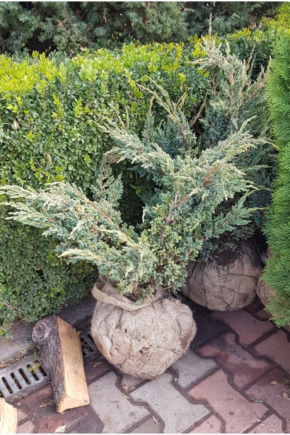 Можжевельник чешуйчатый Мейери - ком50кг/80-100см/Ø100-120см