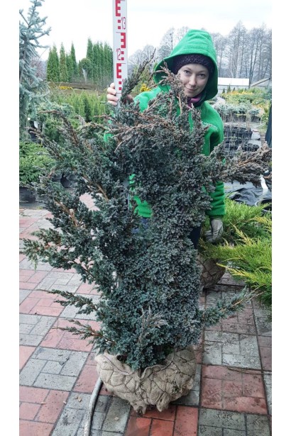 Можжевельник чешуйчатый Мейери с комом земли