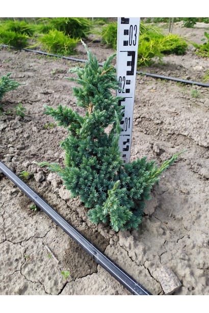 Можжевельник чешуйчатый Мейери в поле