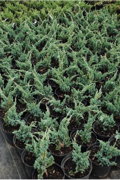 Juniperus squamata Meyeri