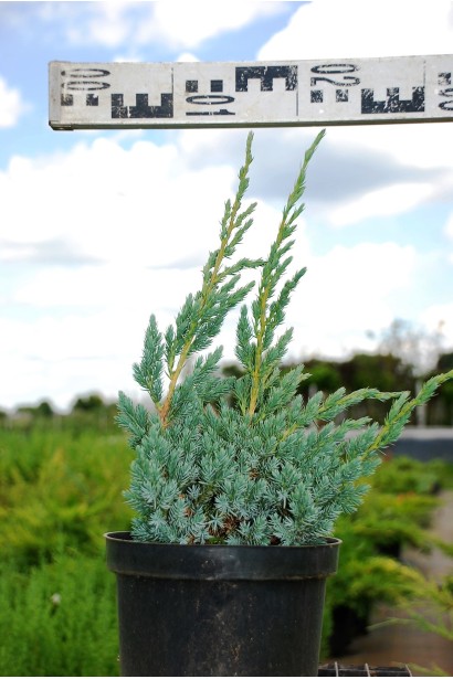 Можжевельник чешуйчатый Мейери - 3л/вис.25-35см/Ø20-30см