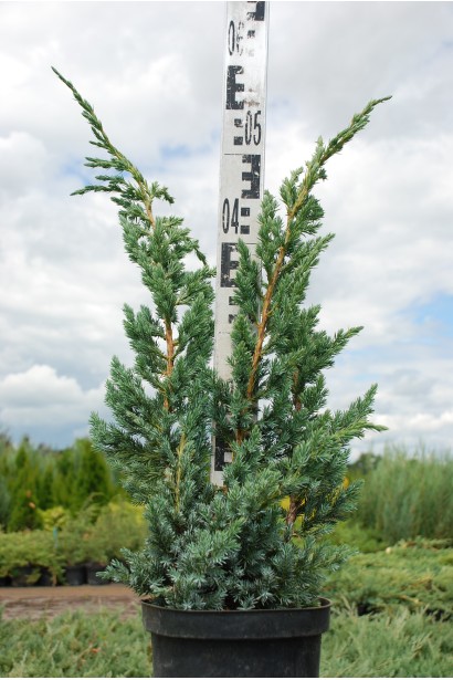 Можжевельник чешуйчатый Мейери - 5л/вис.50-60см/Ø30-40см