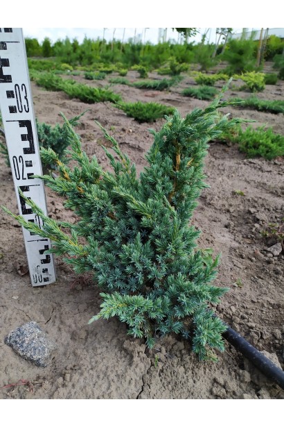 Можжевельник чешуйчатый Мейери