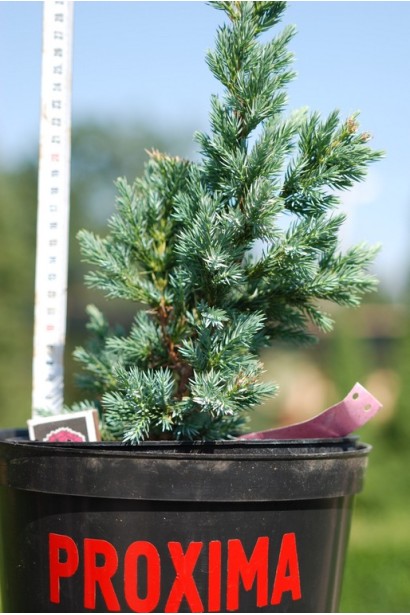 Можжевельник чешуйчатый Мейери