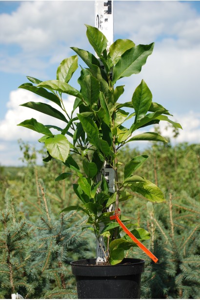 Магнолия гибридная Бетти