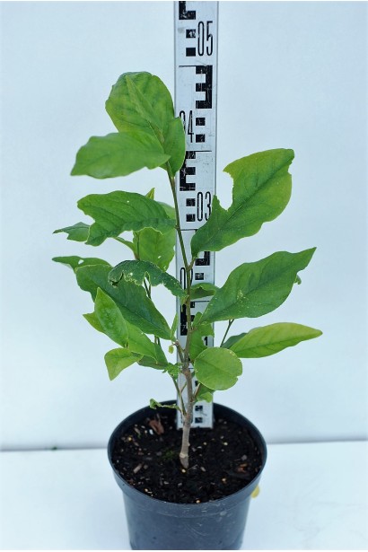 Магнолия гибридная Бетти саженец С3 40-50 см