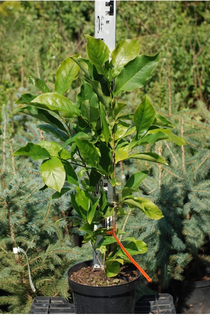 Магнолия гибридная Бетти высота 50-60 см