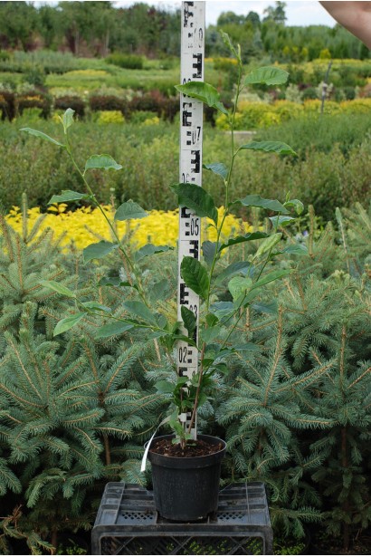 Магнолия гибридная Джордж Генри Керн 70-90 см