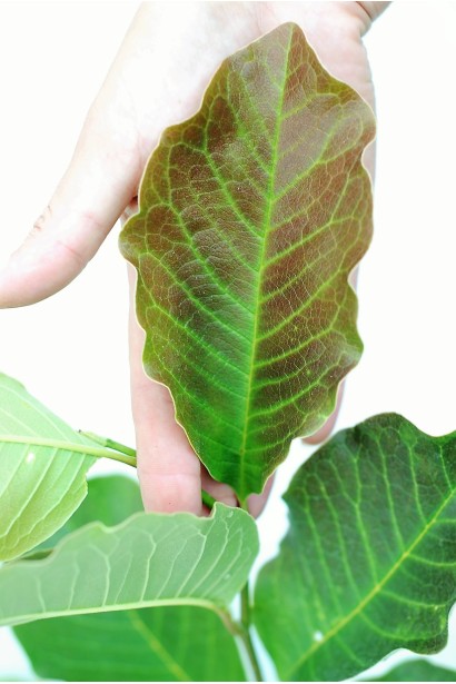 Магнолія Леонард Мессел зелене листя з бордовим відтінком 