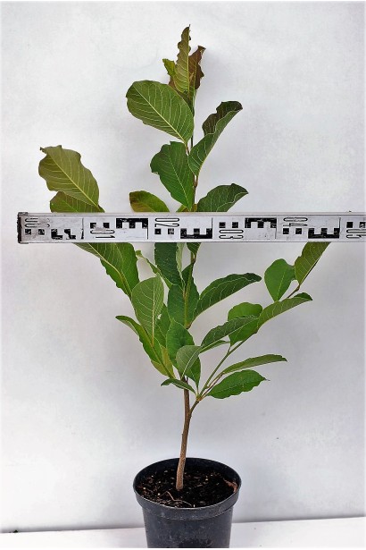 МагнМагнолия Лебнера Leonard Messel диаметр кроны 40-50 смолія Лебнера Leonard Messel діаметр крони 40-50 см