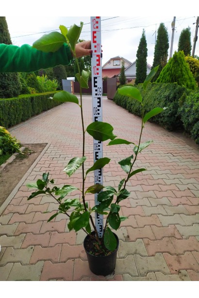 Магнолія Лебнера Леонард Мессел в горщику 90-120 см