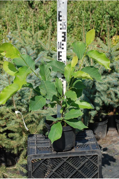 Магнолія Леонард Мессел саджанець 3 л 30-50 см