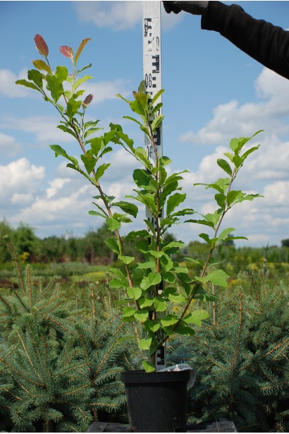 Магнолія рожева Леонард Мессел висота 80-100 см