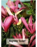 Магнолія гібридна Сюзан / Сузан | Магнолия гибридная Сюзан / Сузан | Magnolia hibrida/hybrids Susan