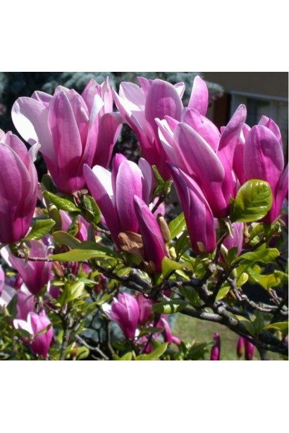 Дзвінкоподібні малинові квіти Магнолії Сюзан