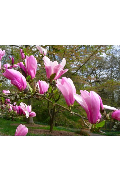 Магнолія Сьюзан лілові квіти 
