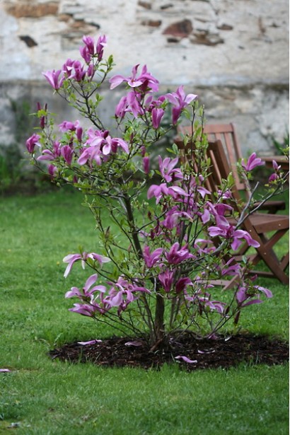 Магнолія гібридна Сузан в саду