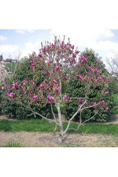 Магнолія гібридна Сьюзан квітучий кущ