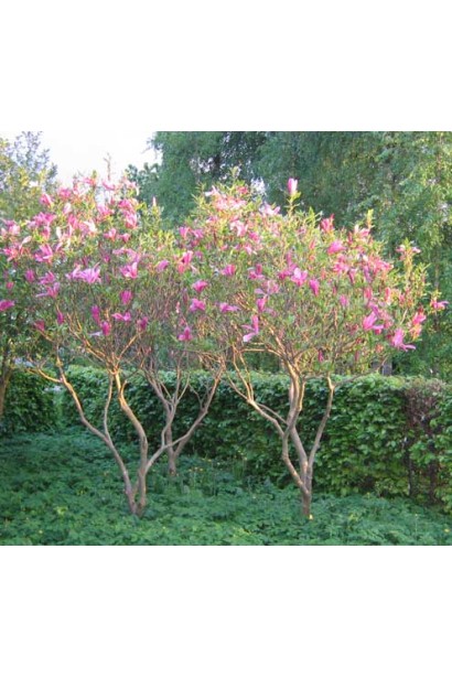 Гіллясті кущі магнолії Сюзан