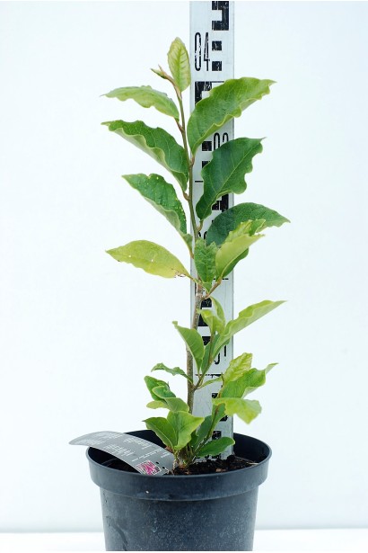 Магнолія гібридна Сьюзан в горщику 3 л 30-40 см