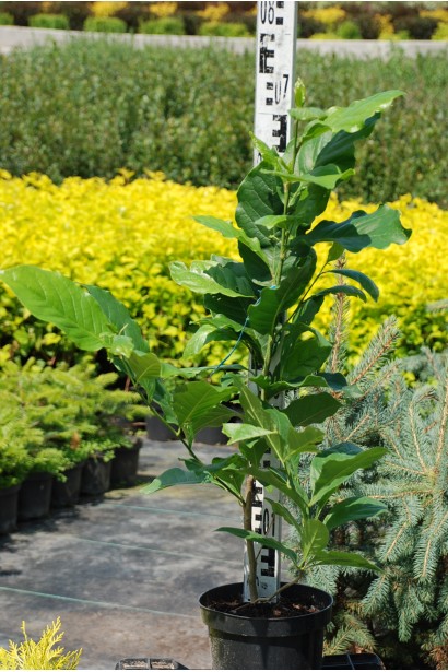 Магнолія гібридна Сюзан в контейнері 50-70 см