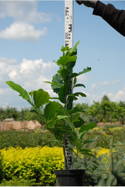 Магнолія гібридна Сьюзан саджанець С5 60-80 см