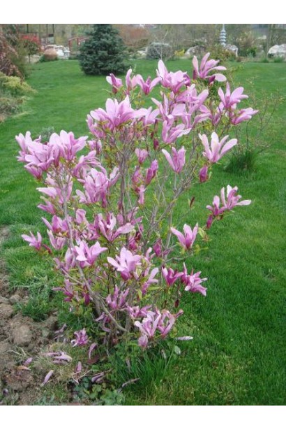 Магнолія гібридна Сьюзан / Сюзан