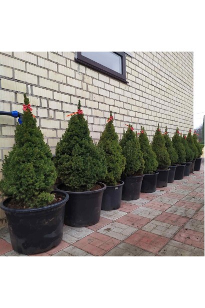 Ялина біла Коніка в контейнері в садовому центрі