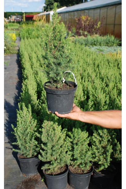 Ялина Коніка саджанець С3