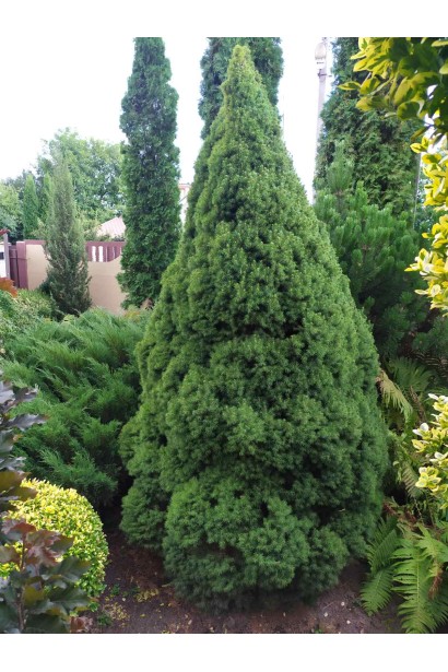 Ялина канадська Коніка в ландшафті