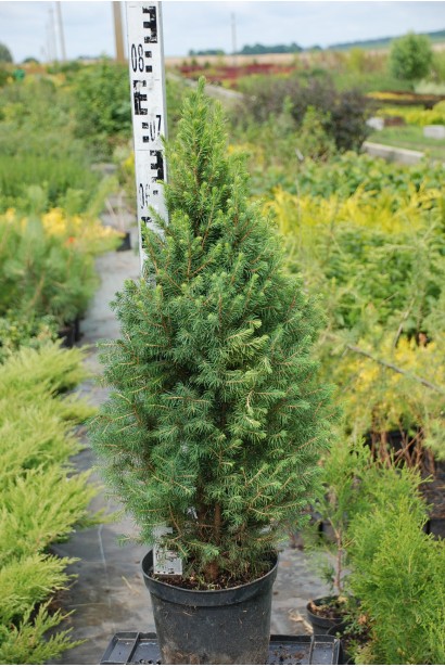 Ялина глаука Коніка горщик 5 л 70-80 см
