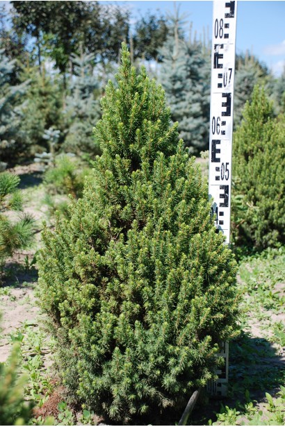 Picea glauca Conica