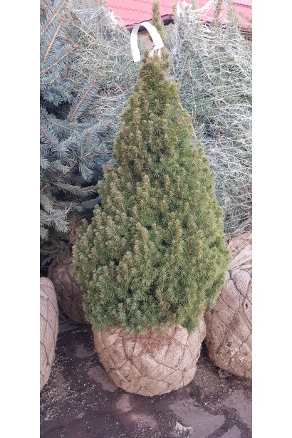 Ялина канадська Коніка з комом в мішковині