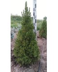 Ель канадская Коника | Ялина канадська Коніка | Picea glauca Conica
