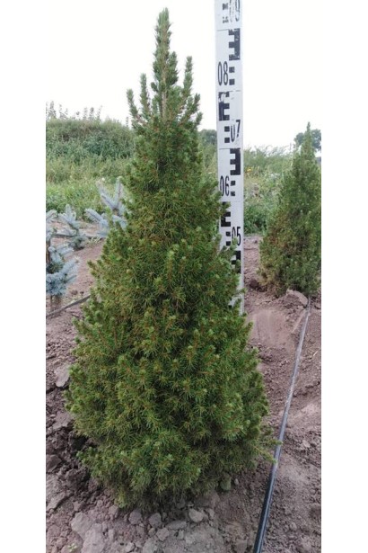 Ялина Коніка густа пухнаста крона