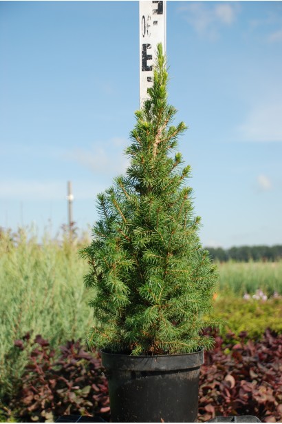 Ялина канадська Коніка контейнер 3 л 50-60 см