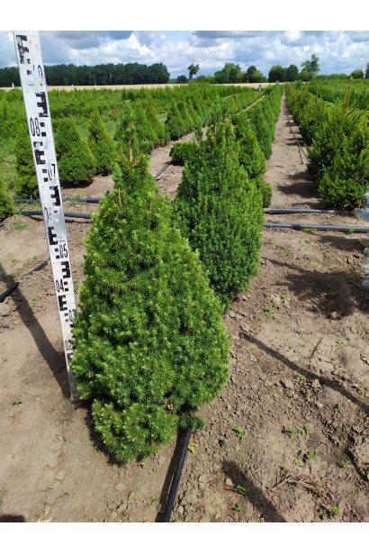 Ялина канадська Conica в полі 70-80 см