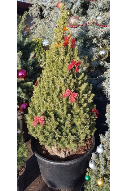 Жива новорічна ялинка Коніка