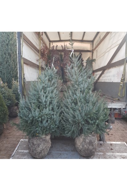 Ялина сербська з комом в мішковині