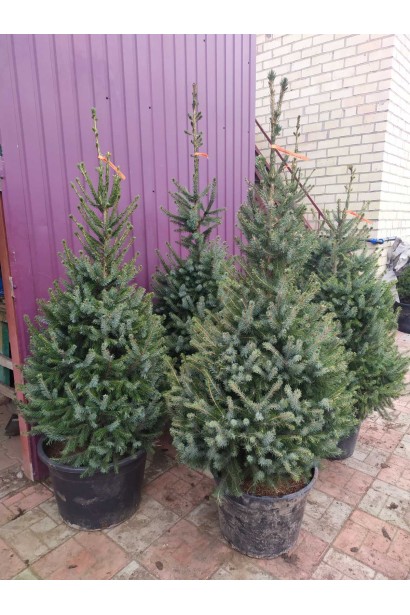 Жива новорічна ялинка в контейнері