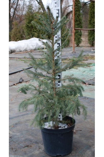 Ялина сербська Колоновидна контейнер 5 л 50-70 см