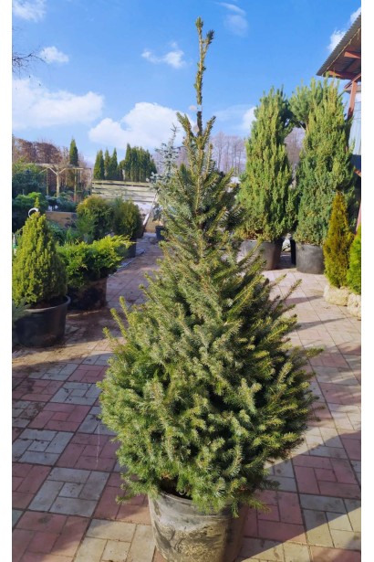 Ялина сербська в садовому центрі