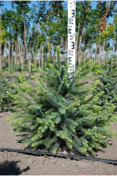 Ялина сербська Колоновидна 50-70 см