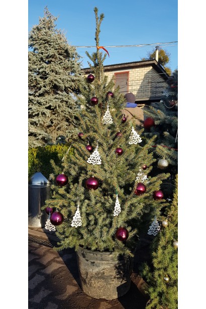 Жива різдвяна ялинка в контейнері