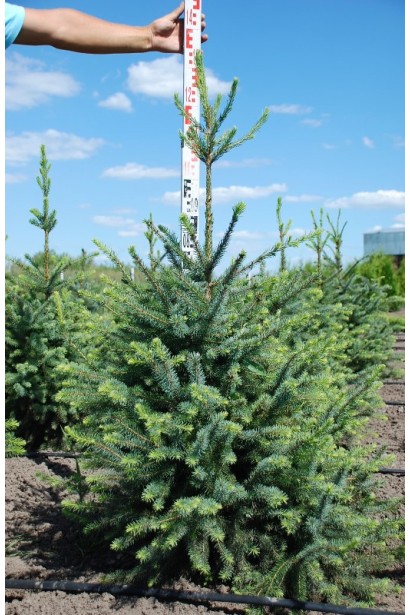 Ялина сербська Колоновидна ком 110-130 см
