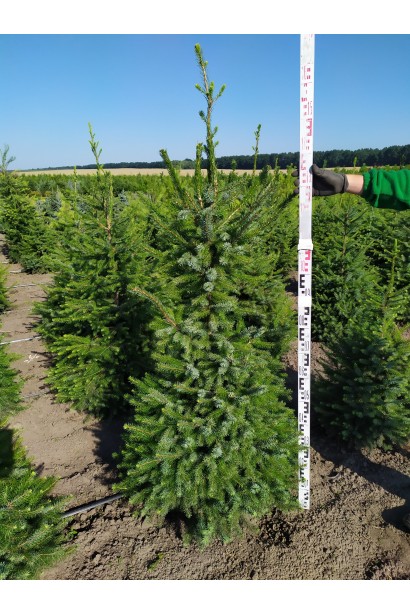 Ялина сербська Колоновидна 150-170 см