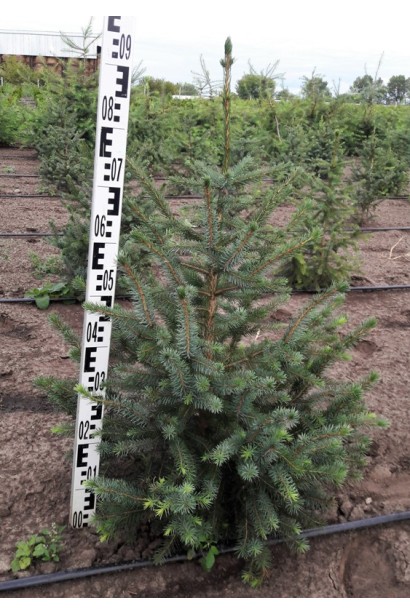 Ялина сербська 80-100 см