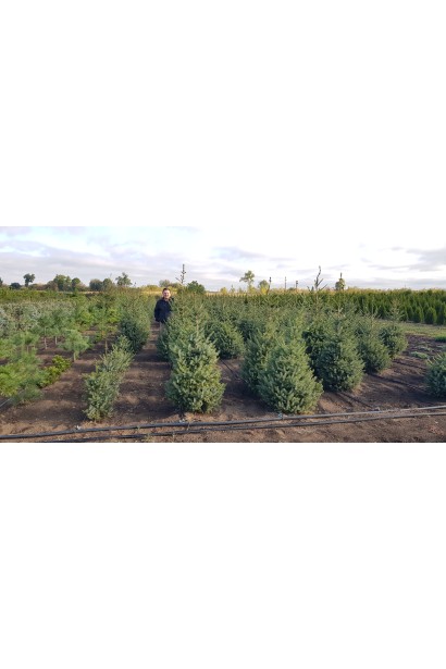 Ялина сербська в розсаднику в полі