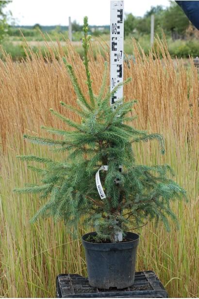 Ялина сербська саджанець в горщику 60-80 см